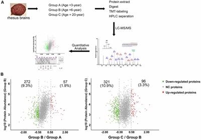 Proteome Profiling of Cerebral Vessels in Rhesus Macaques: Dysregulation of Antioxidant Activity and Extracellular Matrix Proteins Contributes to Cerebrovascular Aging in Rhesus Macaques